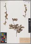 Foto von Salix aurita L. x Salix lapponum L.